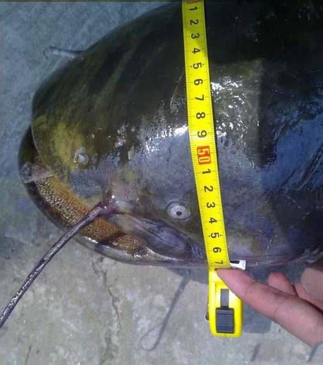  钓获■水库钓获这条38斤的巨鲶，鱼线被拉得“吱吱作响”
