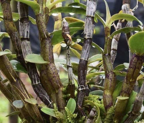  #杂草#1种植物像“杂草”，常年长在石头缝里，看到别踩，因为珍贵