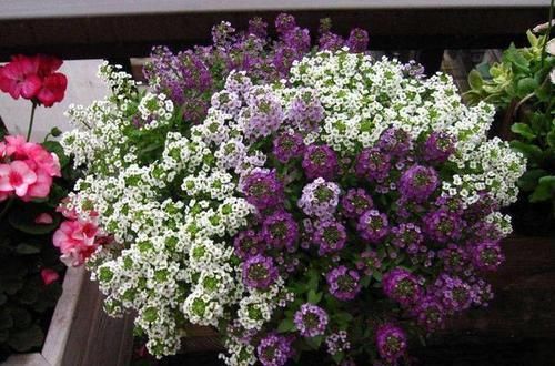 『香雪球』养花就养盆“爆盆花”,好养易活花量大,开花能力非常强,美极了