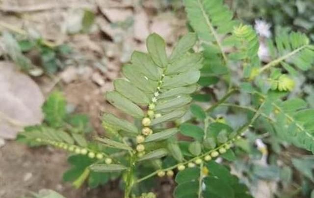 「绿果」这种野草生的有趣,叶片下面全是小绿果,一打听名字还叫“潮汕”