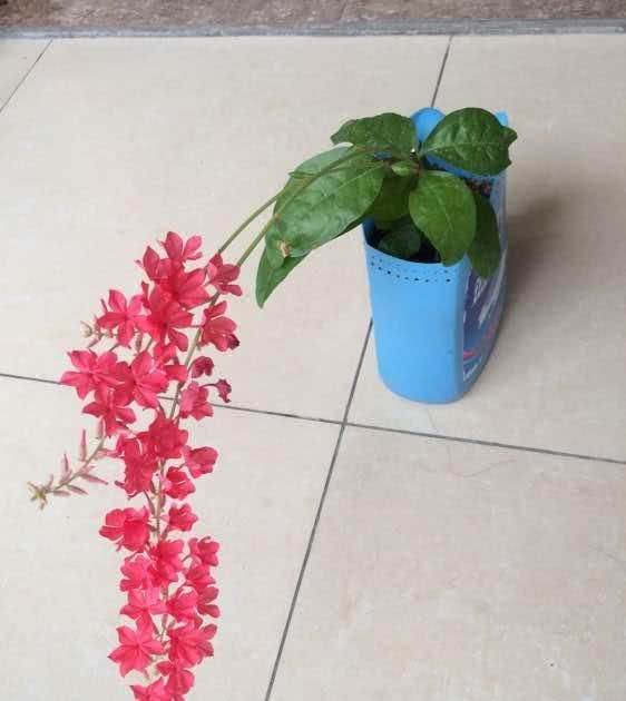  #耐寒#此木本植物插枝就能活，花期超长又耐寒，花开“红红火火”很喜庆！
