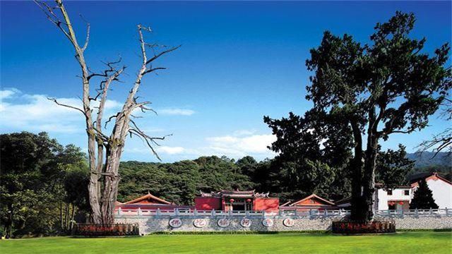 中国这座寺庙有灵气?两棵树，一棵已死但不腐不烂，一棵枝繁叶茂