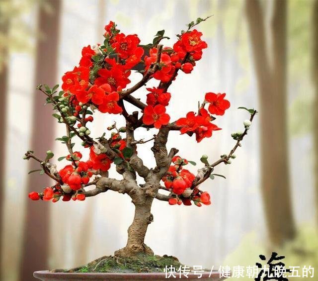  『家里』春天就养此花，耐寒抗热易爆盆，放在家里吸废气，呵护家人健康