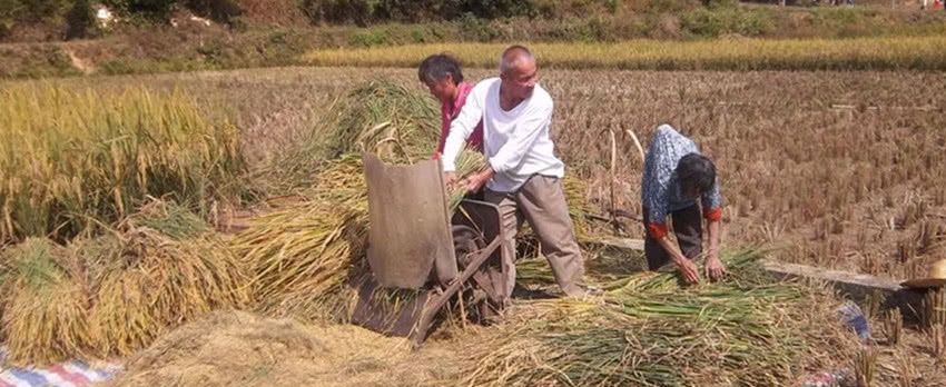  「补贴」低粮价伤了农民心，国家发补贴鼓励种植，农民：直接涨