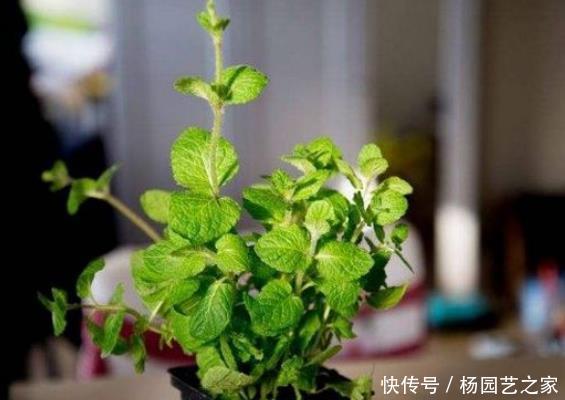 不妨@厨房做饭油烟重?不妨养上4种植物,吸掉油烟,让你爱上做饭!