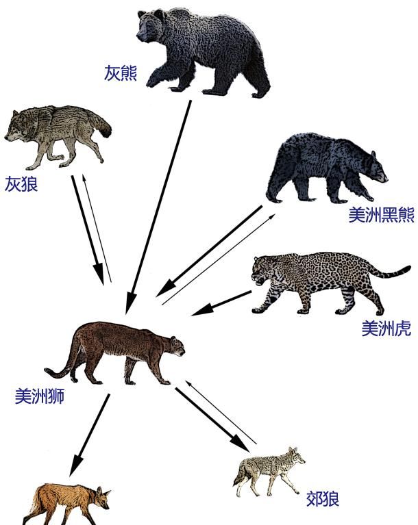 #美洲狮#美洲狮是兽中之王, 还是臣服于熊 狼 美洲虎等更强的食肉动物?