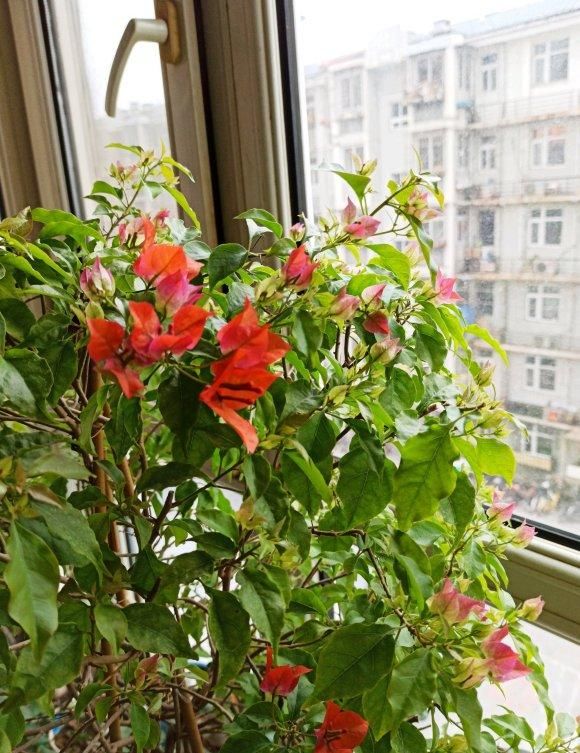  「大房子」三角梅开花少，给它“剪剪头”，换个“大房子”，瞬间开成大火炬