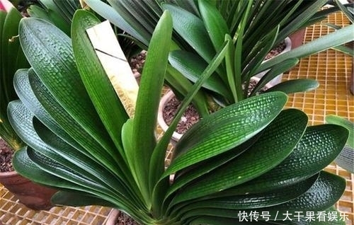  夏季|天热了，君子兰要“睡觉”，有几件事不能做，不然烂根又黄叶