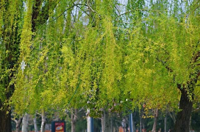 三月春暖花开,又到了寻花问柳的季节!