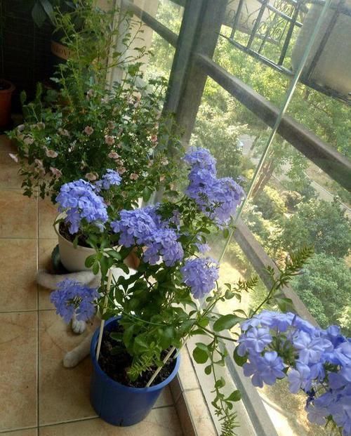 「设计」露天阳台大改造,简单的一设计,用来养花,这阳台朋友能羡慕死