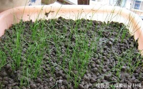  『割完』阳台盆栽韭菜该如何管理？用上2个小技巧，绿叶割完一茬又一茬