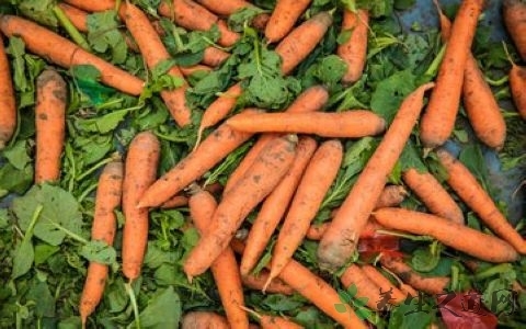 秋季脸上干燥吃什么好