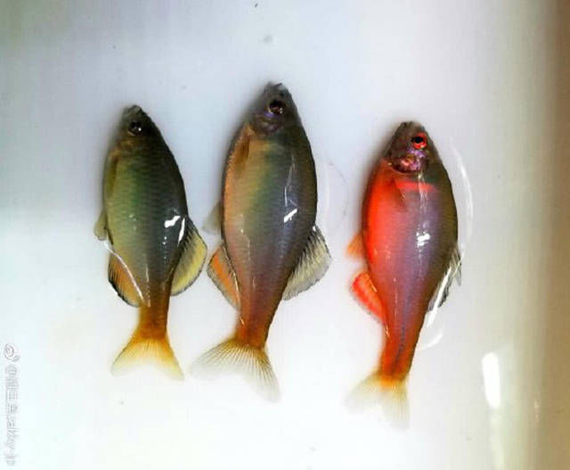  『对着它』“三月鳑，四月郎”你有多久没见过这种鱼了