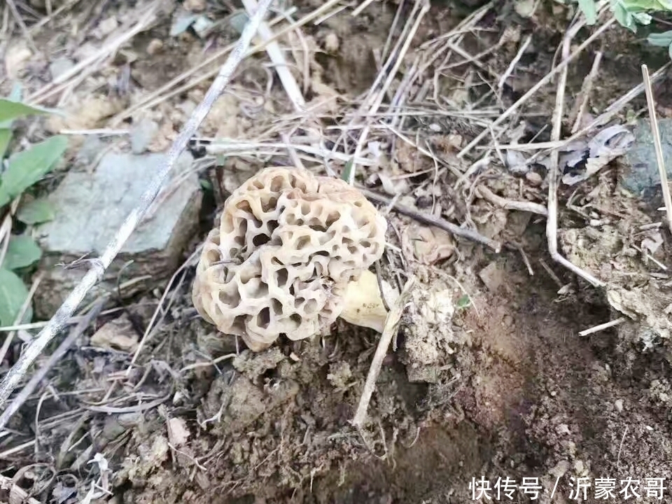 什么菌长得像羊肚菌 t01830f061bd65c0f83.jpg?size=960x720