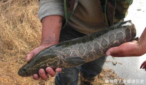 「海竿拟饵钓」户外钓黑鱼,选对钓鱼方法,不愁黑鱼不上钩