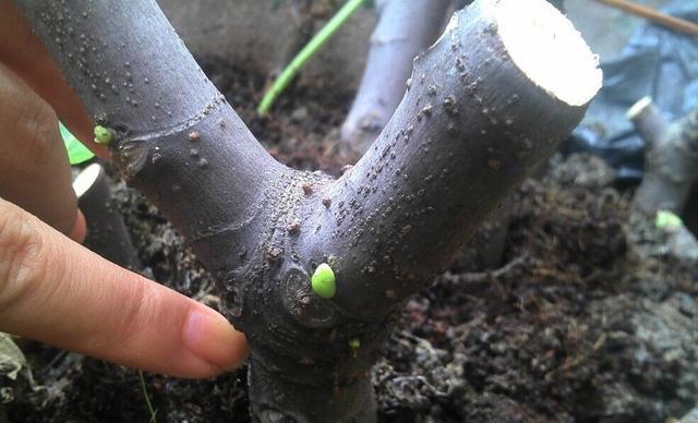  【节枝】秋季阳台种无花果，剪下1节枝，插盆里，来年结满果，好吃又美观