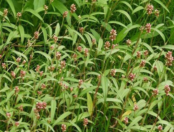 水田里比“辣椒”还辣的野草，磨成粉可以“抓鱼”，说不定你认识