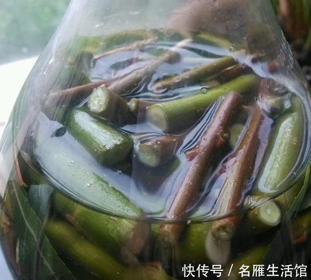  天然|它是天然的“水杨酸”，用来养绿萝和吊兰，爆盆成瀑布