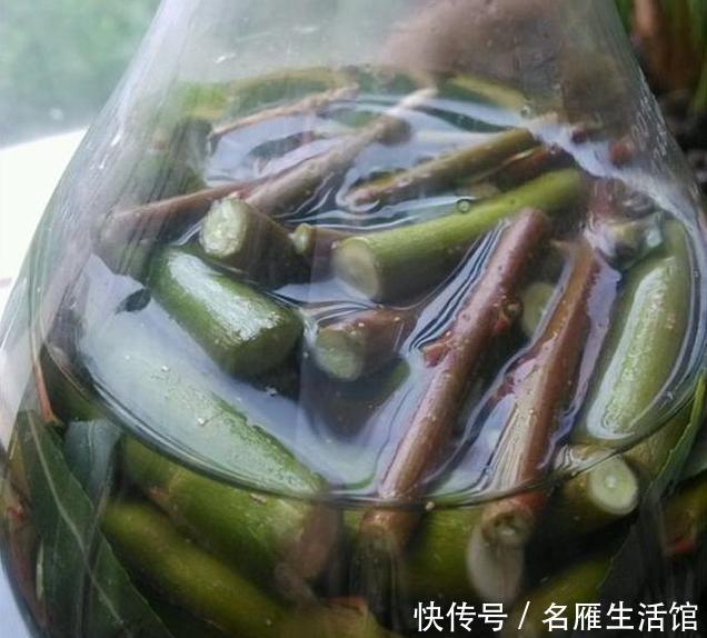 天然|它是天然的“水杨酸”,用来养绿萝和吊兰,爆盆成瀑布