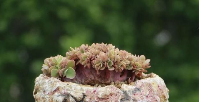 矮小|个子矮小的多肉很“脆弱”,这么养才能安全度夏,3个要点少不了