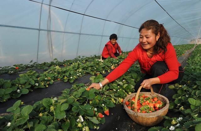 在农村实行种植业，这几种效益相当不错，你了解吗？