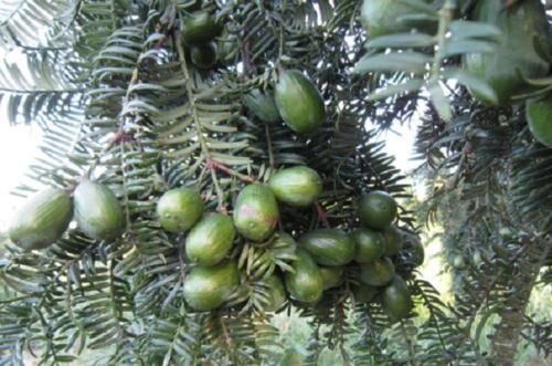  【这一种】这种3年才会结果的植物，是一种坚果零食，如今市面上