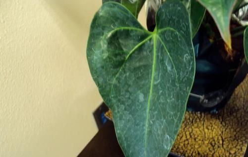  『植物的叶片』两三周给室内植物清洁一次叶片，远离病虫害，让叶子更油亮