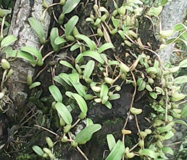  #树林#“1种草”在树林里，沿着树干生长，结出“小绿果”，甚是