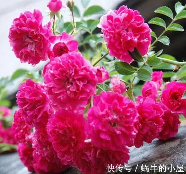 『甜蜜红木香』喜欢养护漂亮的花卉,就选择3种花卉,开花优雅漂亮,养花必备