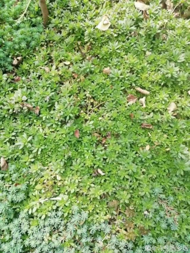  「春天」40种小野花，春天开得正美，挖几棵回家，不用买花了！