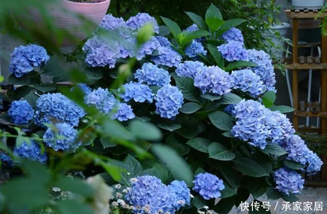  保活：养花小技巧：养花全靠1句话，100%保活！