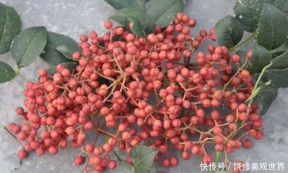  [花椒]农村这种植物，以前家家都种，如今卖90一公斤，农村却少