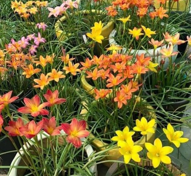 『耐热』1种“小兰花”,耐热耐寒又耐旱,开花多花朵美,一盆开花100朵!