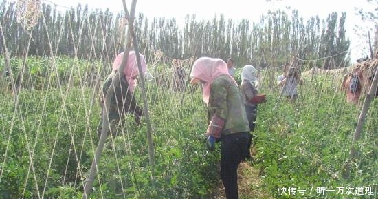 一粒种子成本2元，一亩多地收益12万，农民创业致富种植新项目