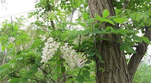  【树木】农村一种树木，被认为不吉利，花朵却是上好野菜，城里1
