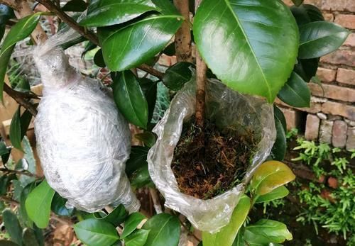  『水苔包裹』快速找茶花盆景素材的方法，水苔高压茶花老桩，直接成型