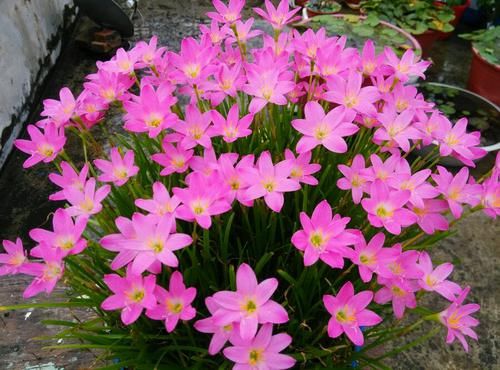  [四季海棠]养花就养此款花，开花绚丽花期长，分分钟爆盆
