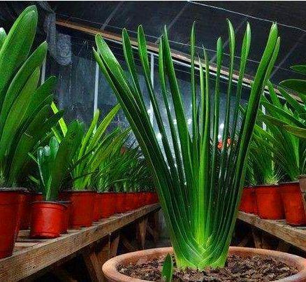  【迎春花】2种植物开花达100天，越“老”越有价值，还能当作“传家宝”