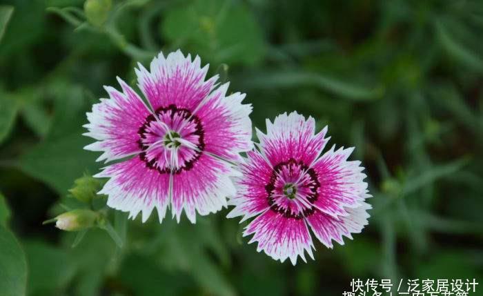  石竹花：花卉种植技术：山竹花和石竹花的区别，山竹花应该怎样种植！