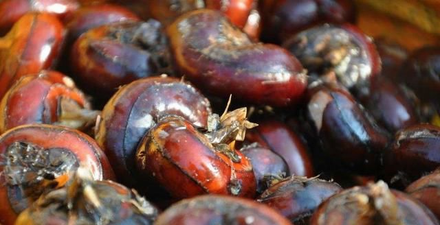  荸荠■地里一杂草，以前农民挖不绝，现在想吃靠买，价值很珍贵