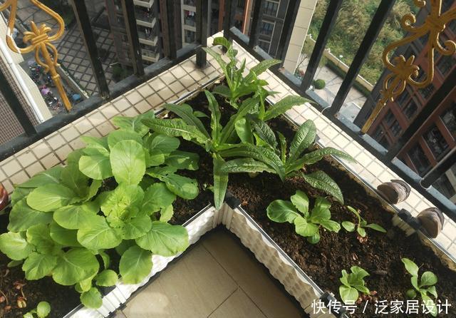 「硕果累累」阳台种菜,种3种速生菜,30天就采摘,叶子肥嫩,硕果累累