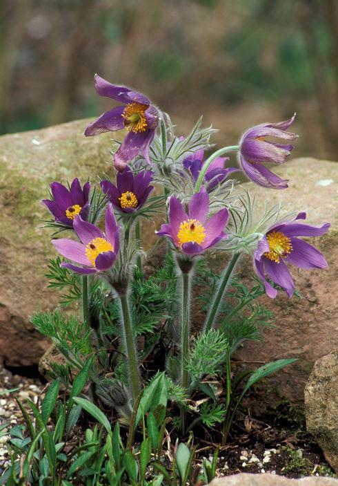  「现如今」农村常见的野草，过去随处可见，现如今几十元一斤难买到