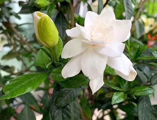  阳光@阳台养这几朵花，好养又漂亮，越开越美，给点阳光就爆盆！