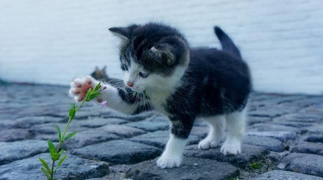  植物|对猫咪来说绝对安全的 10 种室内植物