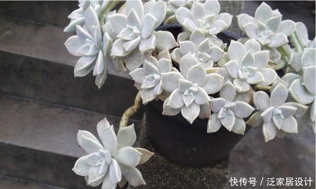 『内容』请神容易送神难!这花虽好看,但长势“疯狂”,种了则悔之晚矣