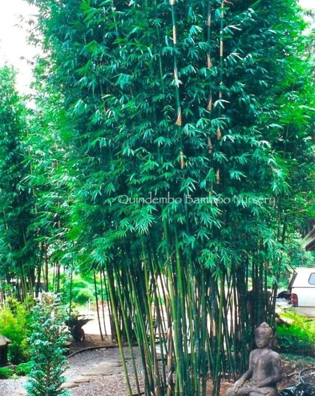 庭院竹子50张图告诉你，花园里种竹子有多高大上，气质瞬间提升