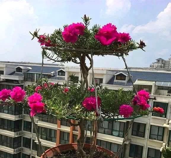  [代表]娇嫩的“花草”被养成“老树桩”是什么体验？6种多肉植物成代表