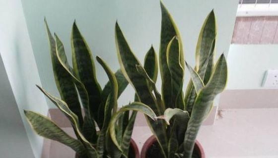 【虎皮兰】这“5种”植物,养10盆都不嫌多,不仅旺大运,还能“吸甲醛”!
