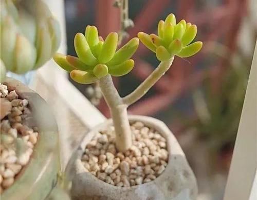  「脸盲」36种多肉图谱，啥肉都能叫上名，不再脸盲！