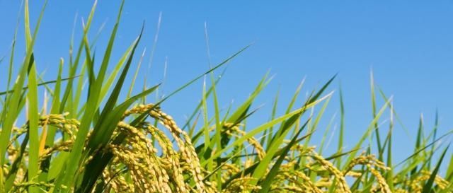  上涨：粮食价格上涨能否提高农民收入？